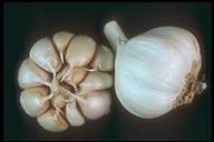 garlic cloves